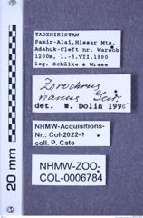 Etiketten zu Zorochros nanus (Gurjeva, 1963) (NHMW-ZOO-COL-0006784)